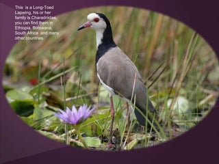 This is a Long-Toed
Lapwing, his or her
family is Charadriidae,
you can find them in
Ethiopia, Botswana,
South Africa and many
other countries.
 