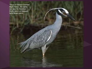 This is a Yellow-Crowned
Night Heron, the name
can also be American
Night Heron or Squawk,
fairly small Heron.
 