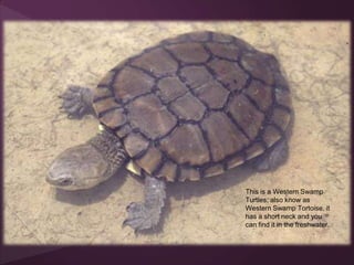 This is a Western Swamp
Turtles, also know as
Western Swamp Tortoise, it
has a short neck and you
can find it in the freshwater.
 