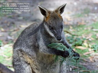 This is a Swamp Wallaby found
in South America in woodland
and swamps areas. The clolers
to Swamp Wallaby i light brun or
a lit darker.
 