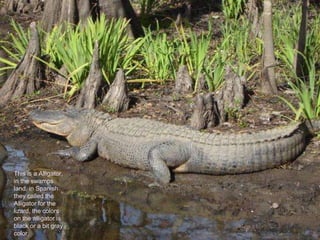 This is a Alligator,
in the swamps
land, in Spanish
they called the
Alligator for the
lizard, the colors
on the alligator is
black or a bit gray
color.
 