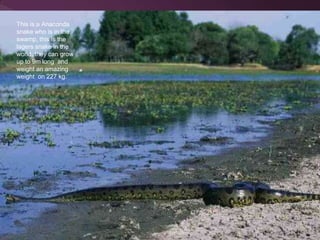 This is a Anaconda
snake who is in the
swamp, this is the
lagers snake in the
world, they can grow
up to 9m long and
weight an amazing
weight on 227 kg.
 