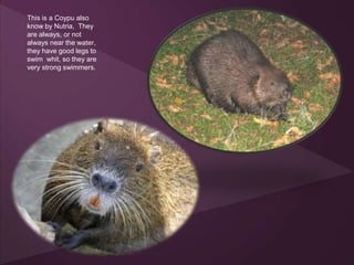 This is a Coypu also
know by Nutria, They
are always, or not
always near the water,
they have good legs to
swim whit, so they are
very strong swimmers.
 