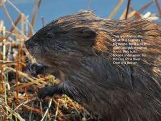 This is a Muskrat, the
Muskrat is basically a
big mouse, but it lives in
water, and not in a small
house, they build
houses under water, but
they are not a River
Otter or a Beaver.
 