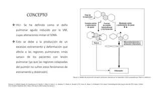 CONCEPTO
 VILI: Se ha definido como el daño
pulmonar agudo inducido por la VM,
cuyas alteraciones imitan el SDRA.
 Esto se debe a la producción de un
excesivo estiramiento y deformación que
afecta a las regiones pulmonares «más
sanas» de los pacientes con lesión
pulmonar (ya que las regiones colapsadas
del pulmón no sufren estos fenómenos de
estiramiento y distensión).
Nieman, G., Kollisch-Singule, M., Ramcharran, H., Satalin, J., Blair, S., Gatto, L. A., Andrews, P., Ghosh, A., Kaczka, D. W., Gaver, D., Bates, J., & Habashi, N. M. (2022). Unshrinking the baby lung to calm the VILI vortex. Critical
Care (London, England), 26(1). https://doi.org/10.1186/s13054-022-04105-x
 