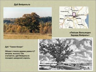 Дуб Вийральта
«Пейзаж Вильянди»
Эдуард Вийральт
Дуб “Таммэ-Коори”
Обхват ствола дерева равен 4,7
метров, высота 12м.
считается, дуб Вийральта
посадил шведский король.
 