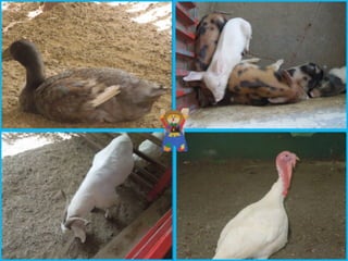 Villa campestre 11 junio