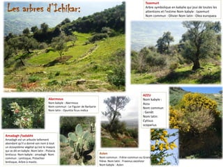 Tazemurt
Arbre symbolique en kabylie qui joui de toutes les
attentions et l'estime Nom kabyle : tazemurt
Nom commun : Olivier Nom latin : Olea europaea
Akermous
Nom kabyle : Akermous
Nom commun : Le Figuier de Barbarie
Nom latin : Opuntia ficus-indica
AZZU
Nom kabyle :
Azzu
Nom commun
: Genêt
Nom latin:
Cytisus
scoparius
Aslen
Nom commun : Frêne commun ou Grand
frêne. Nom latin : Fraxinus excelsior
Nom kabyle : Aslen
Amadagh /tadakht
Amadagh est un arbuste tellement
abondant qu'il a donné son nom à tout
un écosystème végétal qu'est le maquis
qui se dit en kabyle. Nom latin : Pistacia
lentiscus Nom kabyle : amadagh Nom
commun : Lentisque, Pistachier
lentisque, Arbre à mastic.
Les arbres d’Ichikar:
 