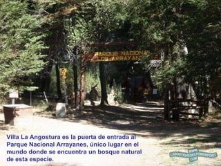 Villa La Angostura es la puerta de entrada al Parque Nacional Arrayanes, único lugar en el mundo donde se encuentra un bosque natural de esta especie. 