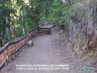 SENDERO EN LA PENINSULA DE QUETRIHUE  PARA LLEGAR AL BOSQUE DE ARRAYANES 