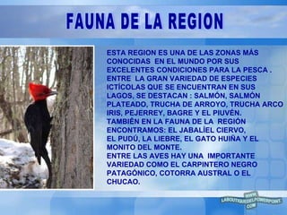 ESTA REGION ES UNA DE LAS ZONAS MÁS CONOCIDAS  EN EL MUNDO POR SUS EXCELENTES CONDICIONES PARA LA PESCA . ENTRE  LA GRAN VARIEDAD DE ESPECIES ICTÍCOLAS QUE SE ENCUENTRAN EN SUS LAGOS, SE DESTACAN : SALMÓN, SALMÓN PLATEADO, TRUCHA DE ARROYO, TRUCHA ARCO IRIS, PEJERREY, BAGRE Y EL PIUVÉN. TAMBIÉN EN LA FAUNA DE LA  REGIÓN ENCONTRAMOS: EL JABALÍEL CIERVO,  EL PUDÚ, LA LIEBRE, EL GATO HUIÑA Y EL MONITO DEL MONTE. ENTRE LAS AVES HAY UNA  IMPORTANTE VARIEDAD COMO EL CARPINTERO NEGRO PATAGÓNICO, COTORRA AUSTRAL O EL CHUCAO. FAUNA DE LA REGION 