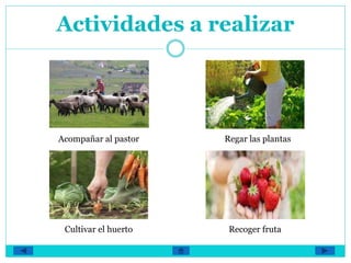Actividades a realizar
Acompañar al pastor Regar las plantas
Cultivar el huerto Recoger fruta
 