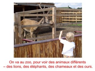 On va au zoo, pour voir des animaux différents
– des lions, des éléphants, des chameaux et des ours.
 