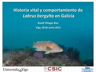 Historia vital y comportamiento de
Labrus bergylta en Galicia
David Villegas Ríos
Vigo, 28 de Junio 2013
1
 