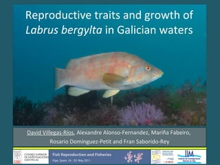 Reproductive traits and growth of  Labrus bergylta  in Galician waters David Villegas-Ríos , Alexandre Alonso-Fernandez, Mariña Fabeiro,  Rosario Domínguez-Petit and Fran Saborido-Rey 