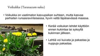 Voikukka (Taraxacum-suku)
• Voikukka on vaatimaton kasvupaikan suhteen, mutta kasvaa
parhaiten runsasravinteisessa, hyvin vettä läpäisevässä maassa.
• Kerää voikukan lehdet käyttöön
ennen kukintaa tai syksyllä
kukinnan jälkeen.
• Lehtiä voi kuivata ja pakastaa ja
nuppuja pakastaa.
 