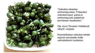 ”Voikukka rakastaa
sinihomejuustoa. Friteeratut
voikukannuput, parsa ja
sinihomejuusto aateloivat
perinteisen kesäkeiton.”
Ote Jouni Toivasen Viettelevät
villiyrtit –kirjasta
Kosmetiikassa voikukan lehdet
sopivat rasvaiselle iholle
valmistettaviin tuotteisiin.
 