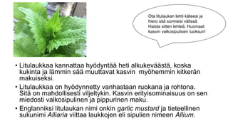 • Litulaukkaa kannattaa hyödyntää heti alkukeväästä, koska
kukinta ja lämmin sää muuttavat kasvin myöhemmin kitkerän
makuiseksi.
• Litulaukkaa on hyödynnetty vanhastaan ruokana ja rohtona.
Sitä on mahdollisesti viljeltykin. Kasvin erityisominaisuus on sen
miedosti valkosipulinen ja pippurinen maku.
• Englanniksi litulaukan nimi onkin garlic mustard ja tieteellinen
sukunimi Alliaria viittaa laukkojen eli sipulien nimeen Allium.
Ota litulaukan lehti käteesi ja
hiero sitä sormiesi välissä.
Haista sitten lehteä. Huomaat
kasvin valkosipulisen tuoksun!
 