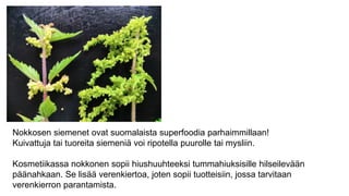 Nokkosen siemenet ovat suomalaista superfoodia parhaimmillaan!
Kuivattuja tai tuoreita siemeniä voi ripotella puurolle tai mysliin.
Kosmetiikassa nokkonen sopii hiushuuhteeksi tummahiuksisille hilseilevään
päänahkaan. Se lisää verenkiertoa, joten sopii tuotteisiin, jossa tarvitaan
verenkierron parantamista.
 