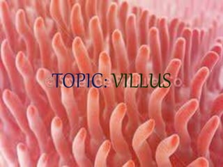 TOPIC: VILLUS 
 