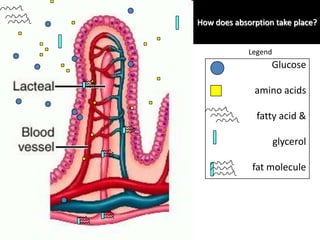 How does absorption take place? Legend 	Glucose 	amino acids 	fatty acid & 	glycerol fat molecule 