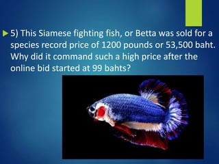  5) This Siamese fighting fish, or Betta was sold for a
species record price of 1200 pounds or 53,500 baht.
Why did it command such a high price after the
online bid started at 99 bahts?
 