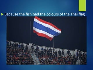  Because the fish had the colours of the Thai flag
 