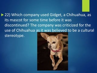  22) Which company used Gidget, a Chihuahua, as
its mascot for some time before it was
discontinued? The company was criticized for the
use of Chihuahua as it was believed to be a cultural
stereotype.
 