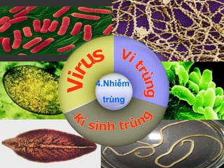 Virus 4.Nhiễm  trùng Kí sinh trùng Vi trùng 