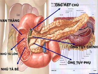 I.Cấu trúc giải phẫu và mô học NHÚ TÁ LỚN NHÚ TÁ BÉ VAN TRÀNG ỐNG MẬT CHỦ ỐNG TỤY CHÍNH ỐNG TỤY PHỤ 