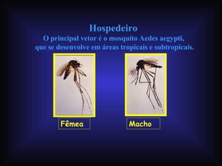 Hospedeiro  O principal vetor é o mosquito Aedes aegypti,  que se desenvolve em áreas tropicais e subtropicais. Fêmea Macho 
