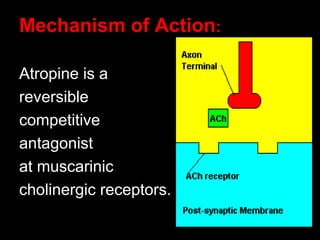 Mechanism of Action:
Atropine is a
reversible
competitive
antagonist
at muscarinic
cholinergic receptors.
 