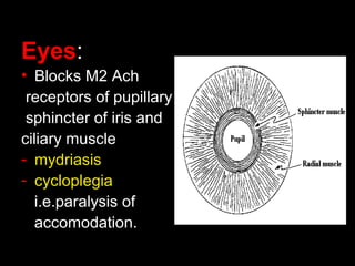 Eyes:
• Blocks M2 Ach
receptors of pupillary
sphincter of iris and
ciliary muscle
- mydriasis
- cycloplegia
i.e.paralysis of
accomodation.
 