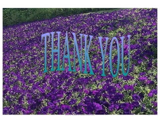 THANK YOU SVERI's COP,PANDHARPUR. 