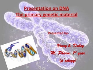 Presentation on DNA
The primary genetic material
Presented by-
Vinay k. Dubey
M. Pharm. 1st year
(p’cology)
 