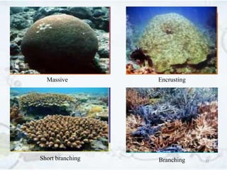 32
Massive
BranchingShort branching
Encrusting
 