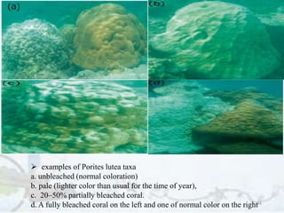 34
 examples of Porites lutea taxa
a. unbleached (normal coloration)
b. pale (lighter color than usual for the time of year),
c. 20–50% partially bleached coral.
d. A fully bleached coral on the left and one of normal color on the right
 