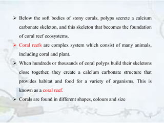 5
 Below the soft bodies of stony corals, polyps secrete a calcium
carbonate skeleton, and this skeleton that becomes the foundation
of coral reef ecosystems.
 Coral reefs are complex system which consist of many animals,
including coral and plant.
 When hundreds or thousands of coral polyps build their skeletons
close together, they create a calcium carbonate structure that
provides habitat and food for a variety of organisms. This is
known as a coral reef.
 Corals are found in different shapes, colours and size
 