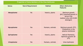 Properties of Some Members of the Class Mollicutes
Genus Sterol Requirement Habitat Other distinctive
Features
Mesoplasma No Insects, plants Optimum growth
30оC,sustained growth in
serum-free
medium only with 0.04%
detergent
Mycoplasma Yes Humans, animals Optimum growth 37оC,
Cholesterol in the
plasma membrane
Spiroplasma Yes Insects, plants Helical filaments;
Optimum growth 30-
37оC
Ureaplasma Yes Humans, animals Urea hydrolysis
 