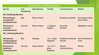 Characteristics of Nitrifying Bacteria
Species Cell
Morphology
Reproduction Motility Cytomembranes Habitat
NH3-Oxidizing Bacteria
Nitrosomonas
europaea(β-
proteobacteria)
Rod Binary fission - Peripheral,lamellar Soil,sewge,freshw
ater,marine
Nitrococcus
oceani(γ-
proteobacteria)
Coccoid Binary fission +;subpolar
flagella
Centrally,
lamellar
Obligately marine
NO2
--Oxidizing Bacteria
Nitrobacter
winogradskyi(α-
proteobacteria)
Rod Budding +or-;1 polar
flagellum
Periphary-flattened
vesicles
Soil,freshwater,m
arine
Nitrococcus
mobilis(γ-
proteobacteria)
Coccoid Binary fission +or-;1or 2
polar
flagellum
Tubular
cytomembranes
Marine
 