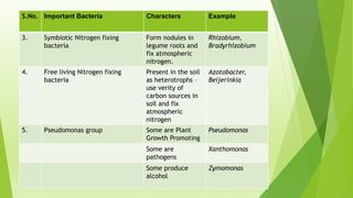 S.No. Important Bacteria Characters Example
3. Symbiotic Nitrogen fixing
bacteria
Form nodules in
legume roots and
fix atmospheric
nitrogen.
Rhizobium,
Bradyrhizobium
4. Free living Nitrogen fixing
bacteria
Present in the soil
as heterotrophs –
use verity of
carbon sources in
soil and fix
atmospheric
nitrogen
Azotobacter,
Beijerinkia
5. Pseudomonas group Some are Plant
Growth Promoting
Pseudomonas
Some are
pathogens
Xanthomonas
Some produce
alcohol
Zymomonas
 