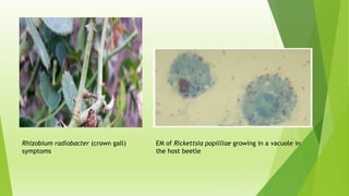 Rhizobium radiobacter (crown gall)
symptoms
EM of Rickettsia popilliae growing in a vacuole in
the host beetle
 