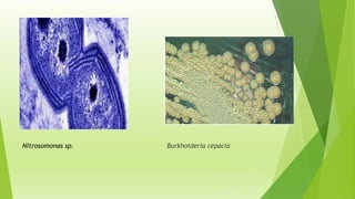 Nitrosomonas sp. Burkholderia cepacia
 