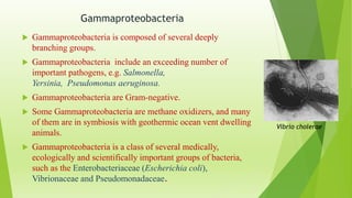 Gammaproteobacteria
 Gammaproteobacteria is composed of several deeply
branching groups.
 Gammaproteobacteria include an exceeding number of
important pathogens, e.g. Salmonella,
Yersinia, Pseudomonas aeruginosa.
 Gammaproteobacteria are Gram-negative.
 Some Gammaproteobacteria are methane oxidizers, and many
of them are in symbiosis with geothermic ocean vent dwelling
animals.
 Gammaproteobacteria is a class of several medically,
ecologically and scientifically important groups of bacteria,
such as the Enterobacteriaceae (Escherichia coli),
Vibrionaceae and Pseudomonadaceae.
Vibrio cholerae
 