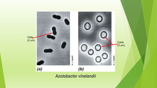 Azotobacter vinelandii
Cysts
(3 um)
Cells
(2 um)
 