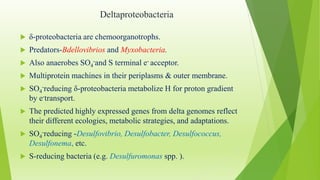 Deltaproteobacteria
 δ-proteobacteria are chemoorganotrophs.
 Predators-Bdellovibrios and Myxobacteria.
 Also anaerobes SO4
-and S terminal e- acceptor.
 Multiprotein machines in their periplasms & outer membrane.
 SO4
-reducing δ-proteobacteria metabolize H for proton gradient
by e-transport.
 The predicted highly expressed genes from delta genomes reflect
their different ecologies, metabolic strategies, and adaptations.
 SO4
-reducing -Desulfovibrio, Desulfobacter, Desulfococcus,
Desulfonema, etc.
 S-reducing bacteria (e.g. Desulfuromonas spp. ).
 