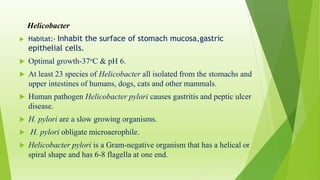Helicobacter
 Habitat:- Inhabit the surface of stomach mucosa,gastric
epithelial cells.
 Optimal growth-37οC & pH 6.
 At least 23 species of Helicobacter all isolated from the stomachs and
upper intestines of humans, dogs, cats and other mammals.
 Human pathogen Helicobacter pylori causes gastritis and peptic ulcer
disease.
 H. pylori are a slow growing organisms.
 H. pylori obligate microaerophile.
 Helicobacter pylori is a Gram-negative organism that has a helical or
spiral shape and has 6-8 flagella at one end.
 