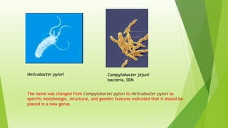Helicobacter pylori Campylobacter jejuni
bacteria, SEM
The name was changed from Campylobacter pylori to Helicobacter pylori as
specific morphologic, structural, and genetic features indicated that it should be
placed in a new genus.
 