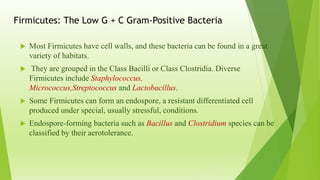 Firmicutes: The Low G + C Gram-Positive Bacteria
 Most Firmicutes have cell walls, and these bacteria can be found in a great
variety of habitats.
 They are grouped in the Class Bacilli or Class Clostridia. Diverse
Firmicutes include Staphylococcus,
Micrococcus,Streptococcus and Lactobacillus.
 Some Firmicutes can form an endospore, a resistant differentiated cell
produced under special, usually stressful, conditions.
 Endospore-forming bacteria such as Bacillus and Clostridium species can be
classified by their aerotolerance.
 