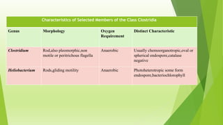 Characteristics of Selected Members of the Class Clostridia
Genus Morphology Oxygen
Requirement
Distinct Characteristic
Clostridium Rod,also pleomorphic,non
motile or peritrichous flagella
Anaerobic Usually chemoorganotropic,oval or
spherical endospore,catalase
negative
Heliobacterium Rods,gliding motility Anaerobic Photoheterotropic some form
endospore,bacteriochlorophyll
 